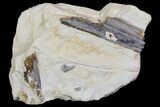 Pterosaur Bone Sections - Smoky Hill Chalk, Kansas #66888-1